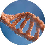 DNA de Salmão (PDRN)